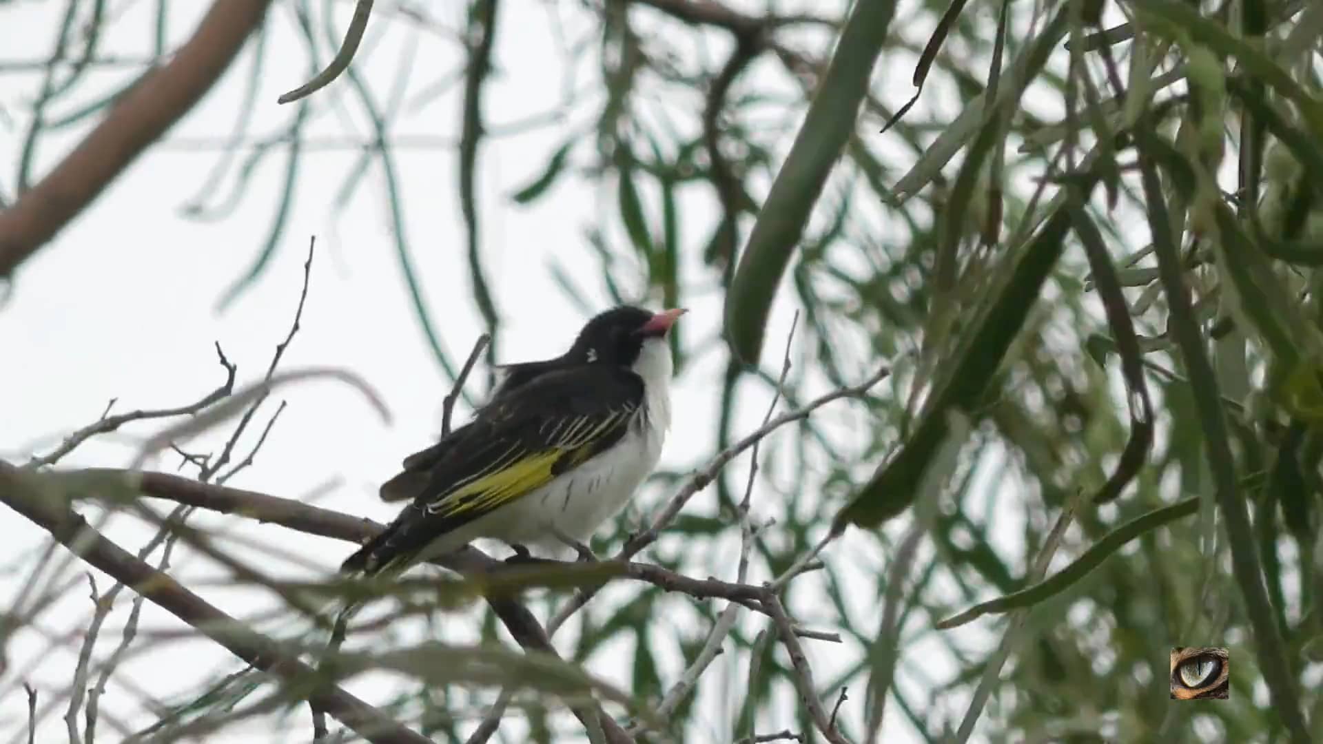 Painted Honeyeater (Grantiella picta, Meliphagidae Honeyeaters and