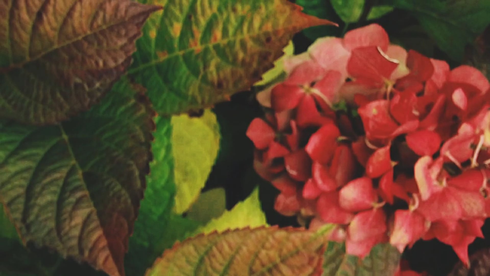 Autumn / Flora