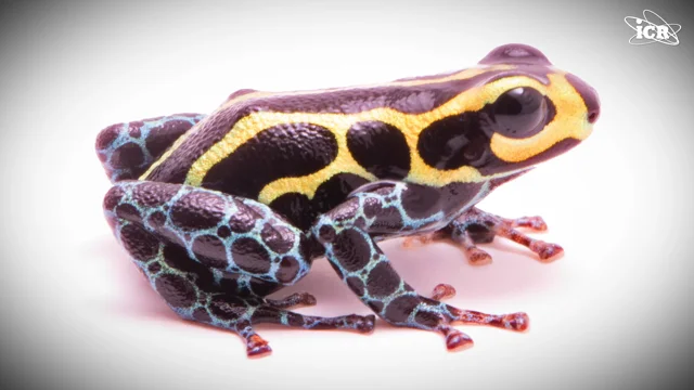 Now We Know Why Poison Frogs Don't Poison Themselves
