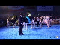 Concurso de Ganado Frisón Usías Holsteins (Dos Torres, octubre 2017)