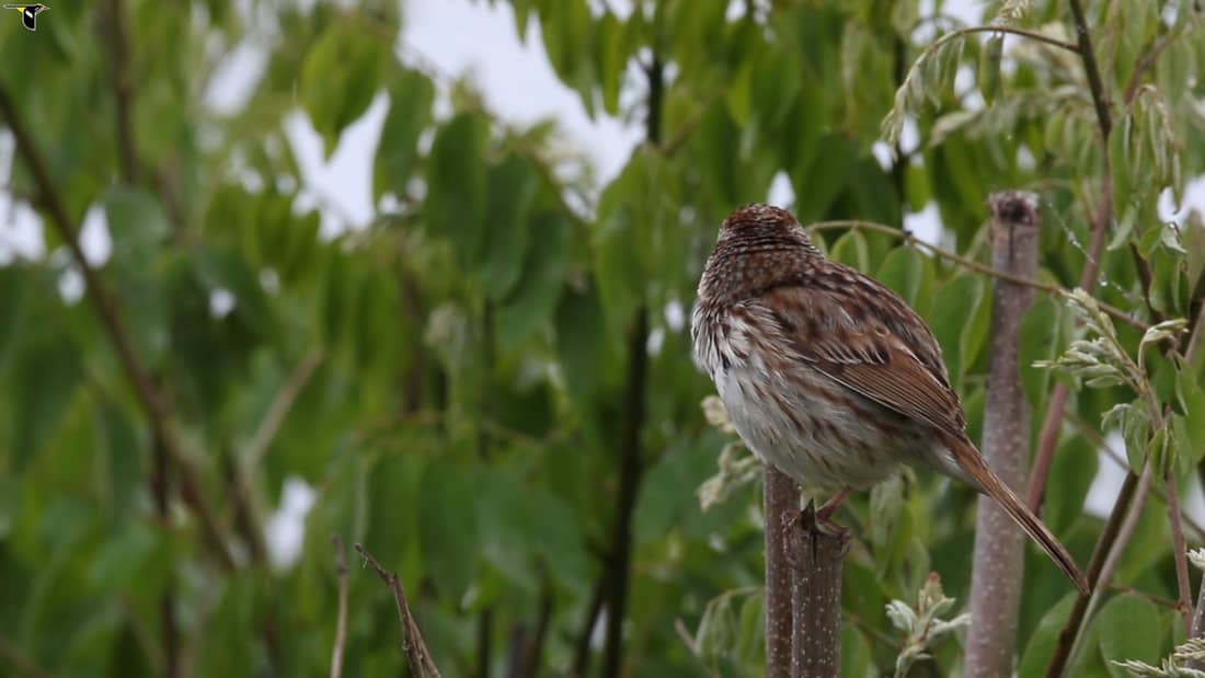 Song Sparrow Sounds All About Birds Cornell Lab Of Ornithology