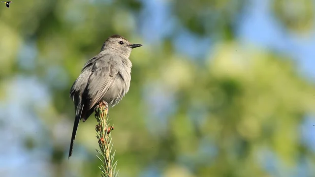 Gray Catbird  Audubon Field Guide