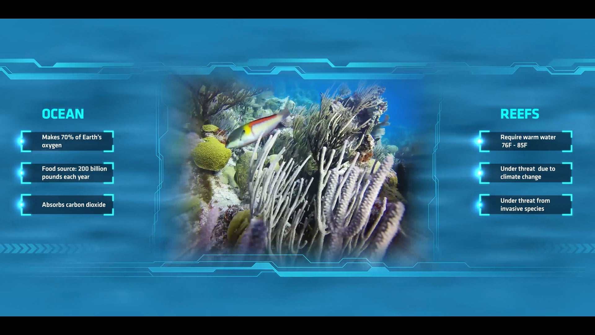 Lionfish Hunt 360 Experience