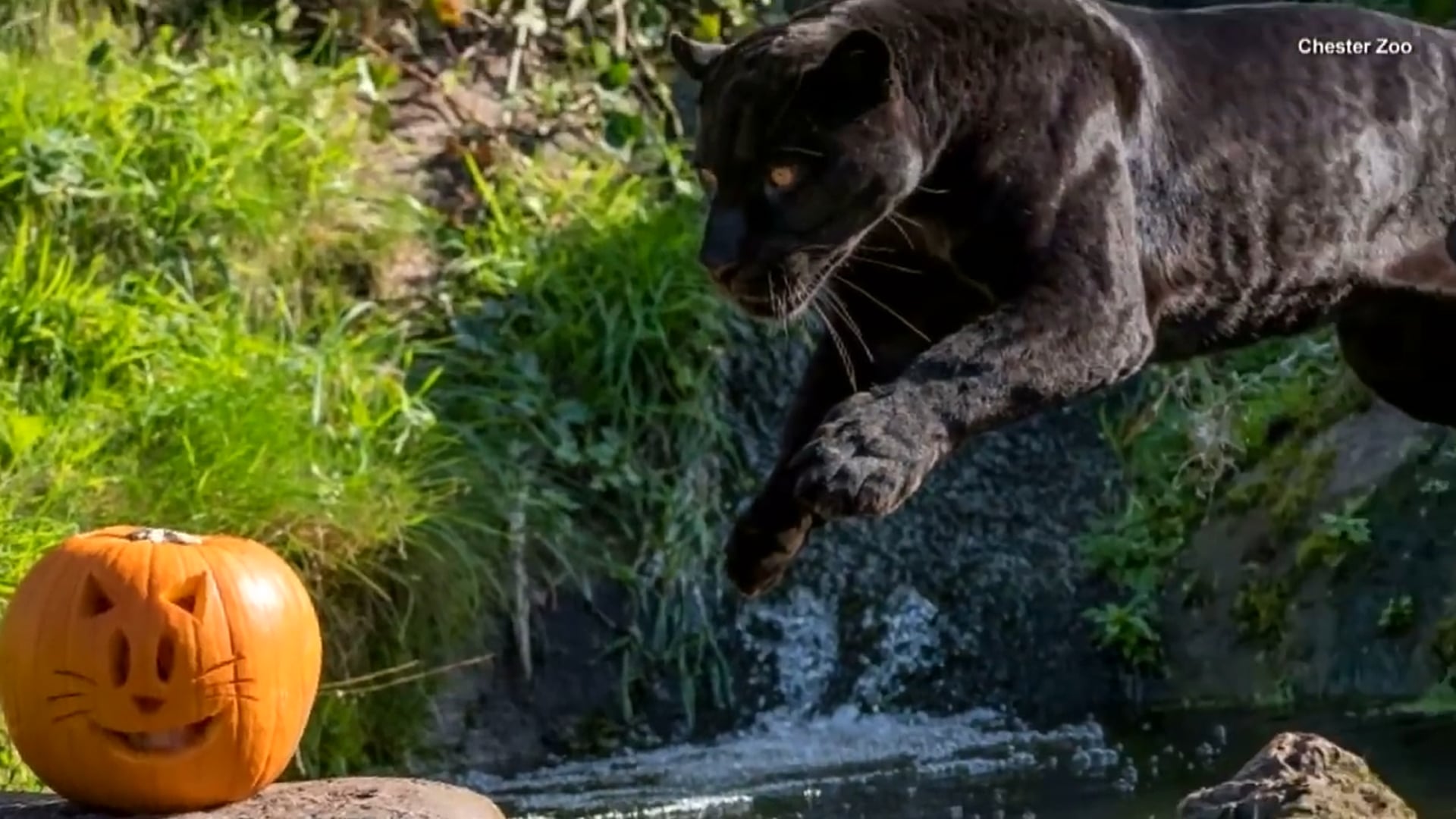 Zoo Animals Celebrate Halloween