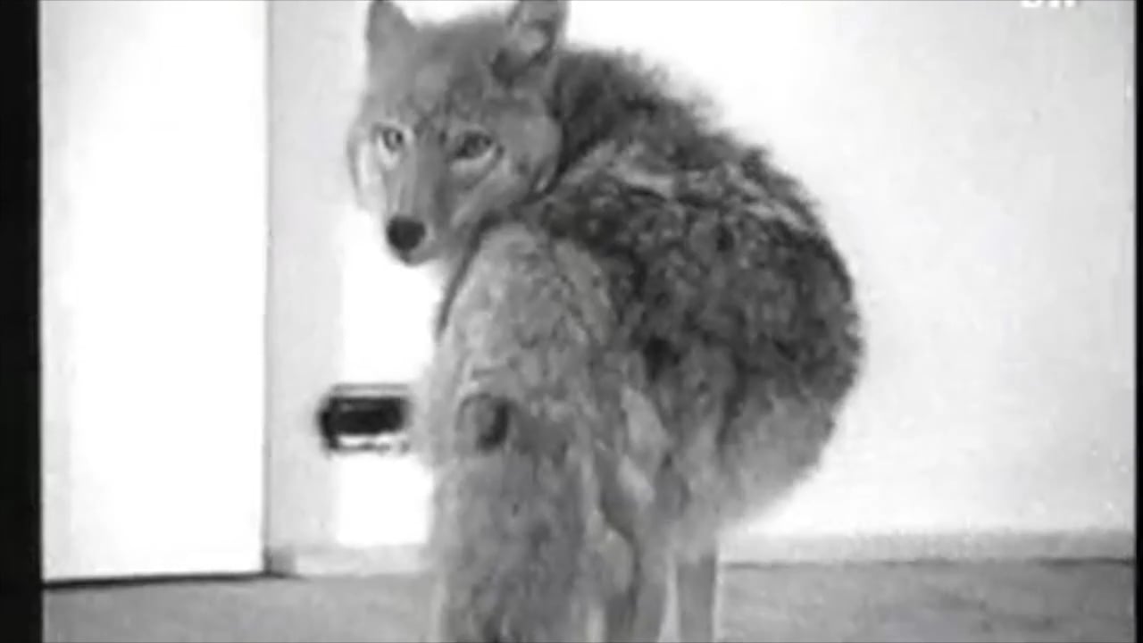 Joseph Beuys I Love America and