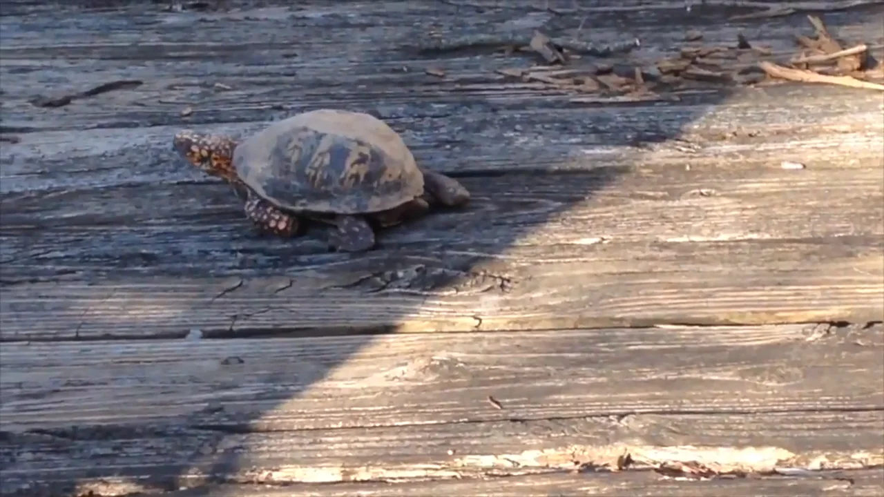 Bog Turtle for New Jersey State Reptile%21 on Vimeo