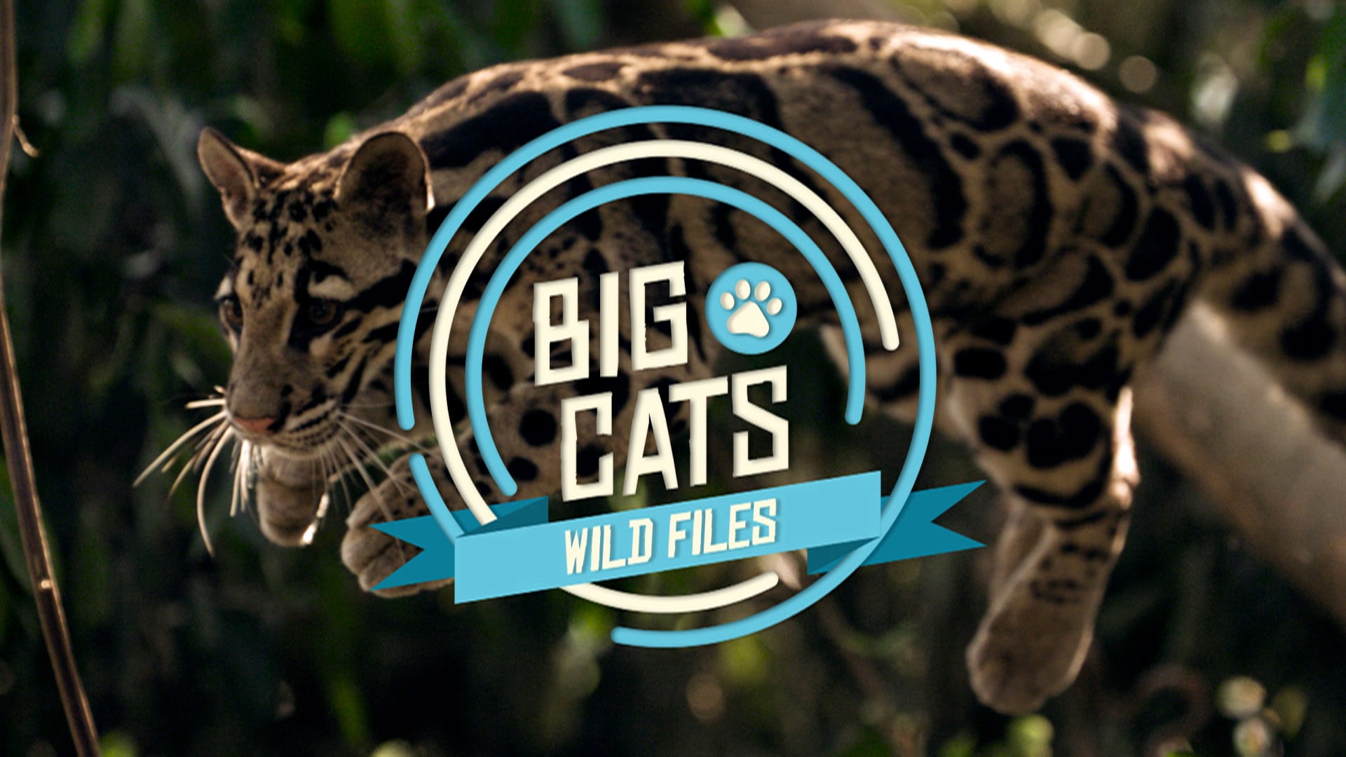 Big Cats: Wild Files Graphics Reel