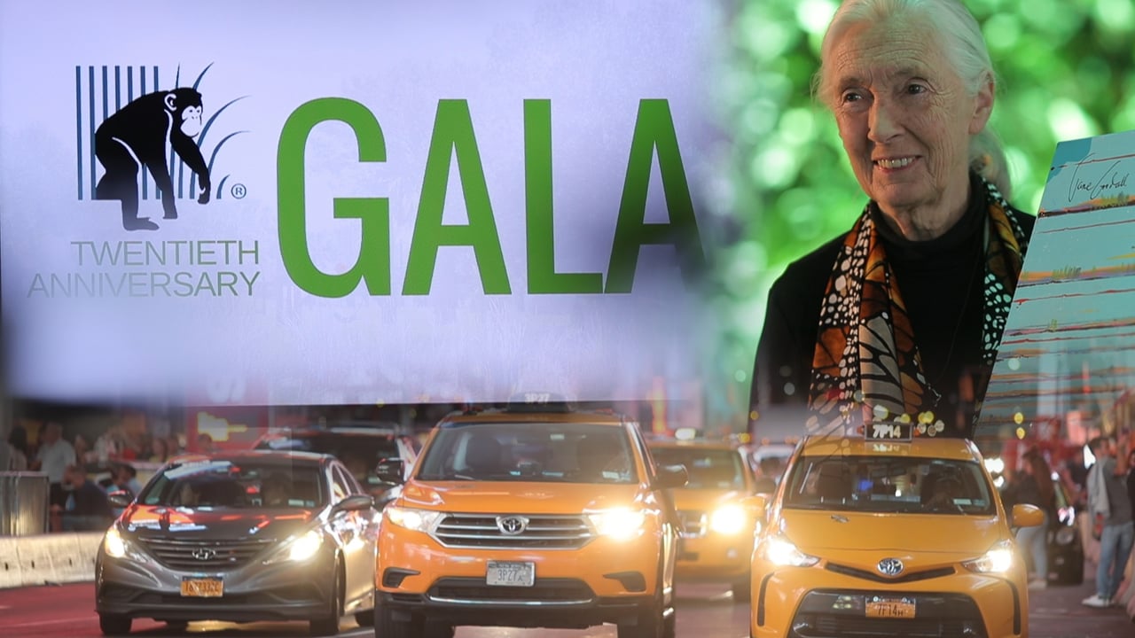 Jane Goodall — Save the Chimps NYC Gala