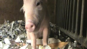 Trailer del documental «Granjas de Cerdos: Una investigación de Igualdad Animal»