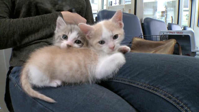 vimeo-video-thumbnail