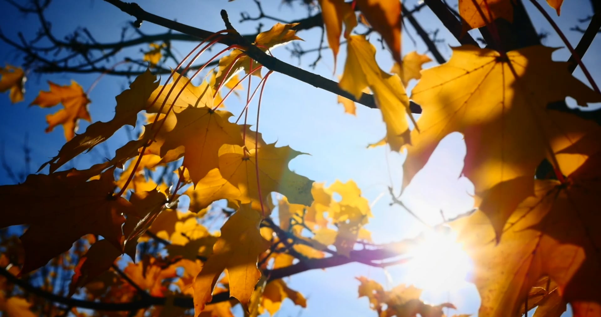 Fall Leaves 2017 on Vimeo