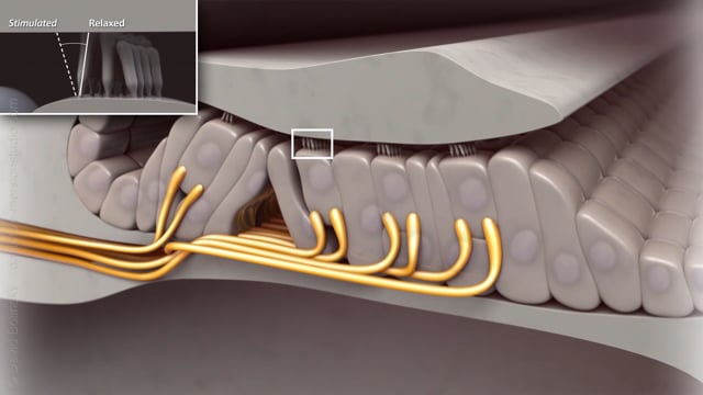 Oxford University Press - Auditory Neurophysiology