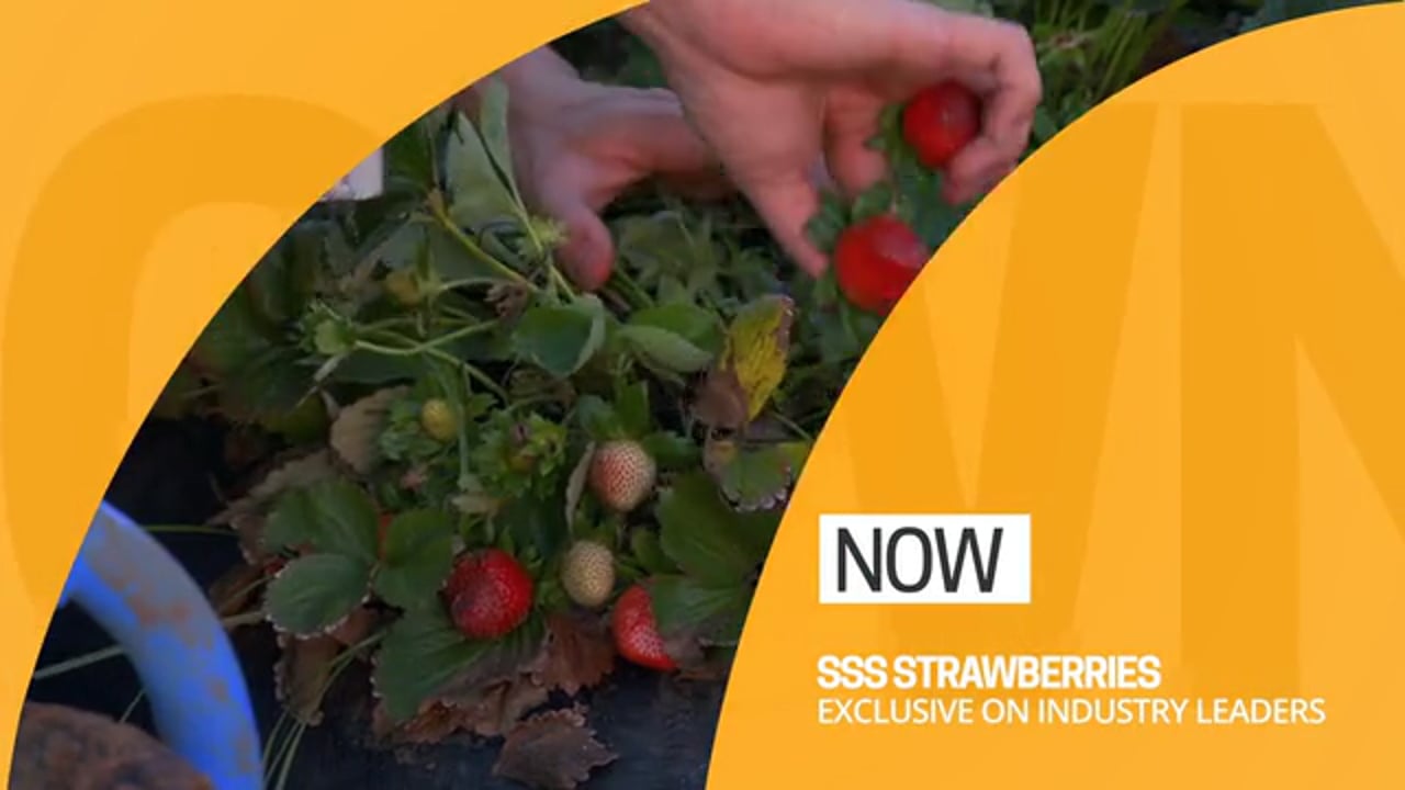 SSS Strawberries | Industry Leaders S04 | Television Segment | Part 1