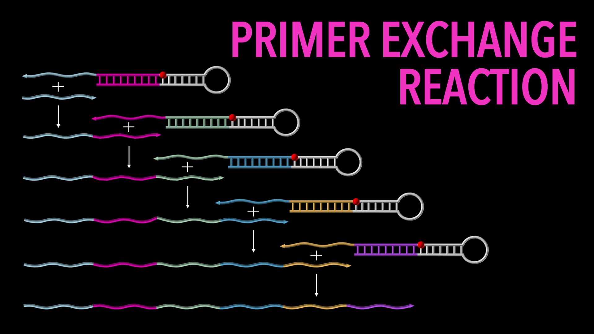Primer Exchange Reactions