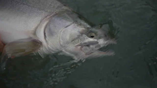 Fly Fishing for Pink Salmon and Trout