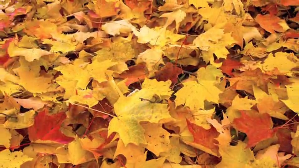 Tips from Toby – The Fall Leaf & Their Benefits Tip