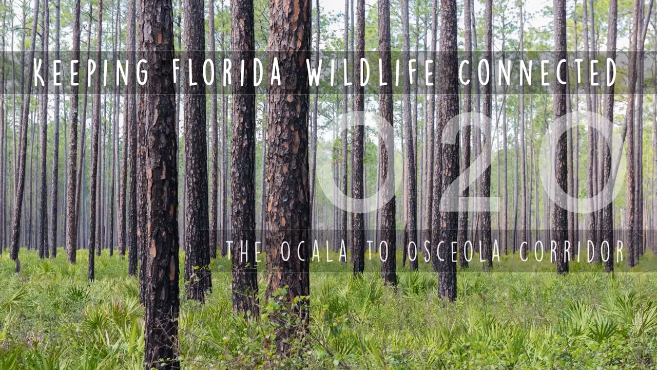 O2O Keeping Florida Wildlife Connected- The Ocala to Osceola Corridor