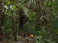 BBC Earth: Life Story