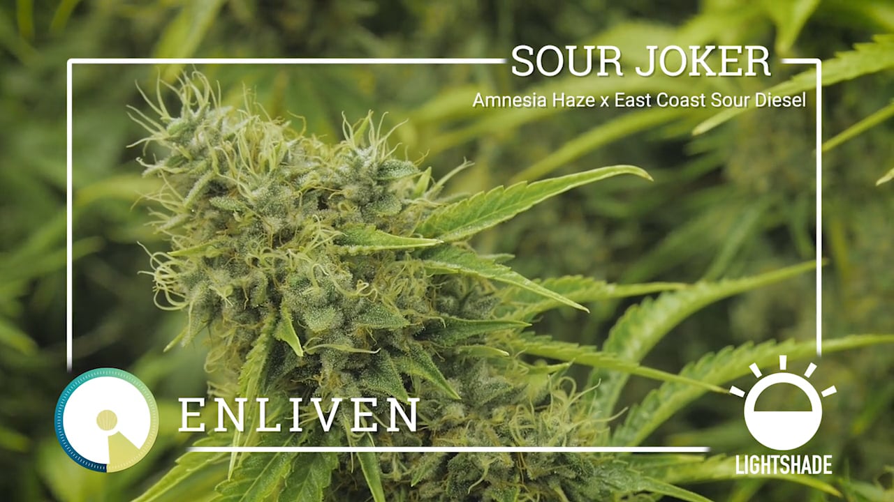 Lightshade Strain Sour Joker on Vimeo