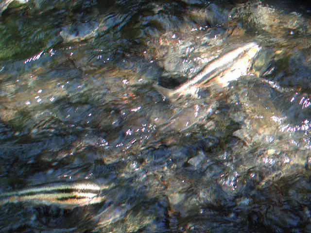 Spawning Peamouth Minnows 2010 on Vimeo