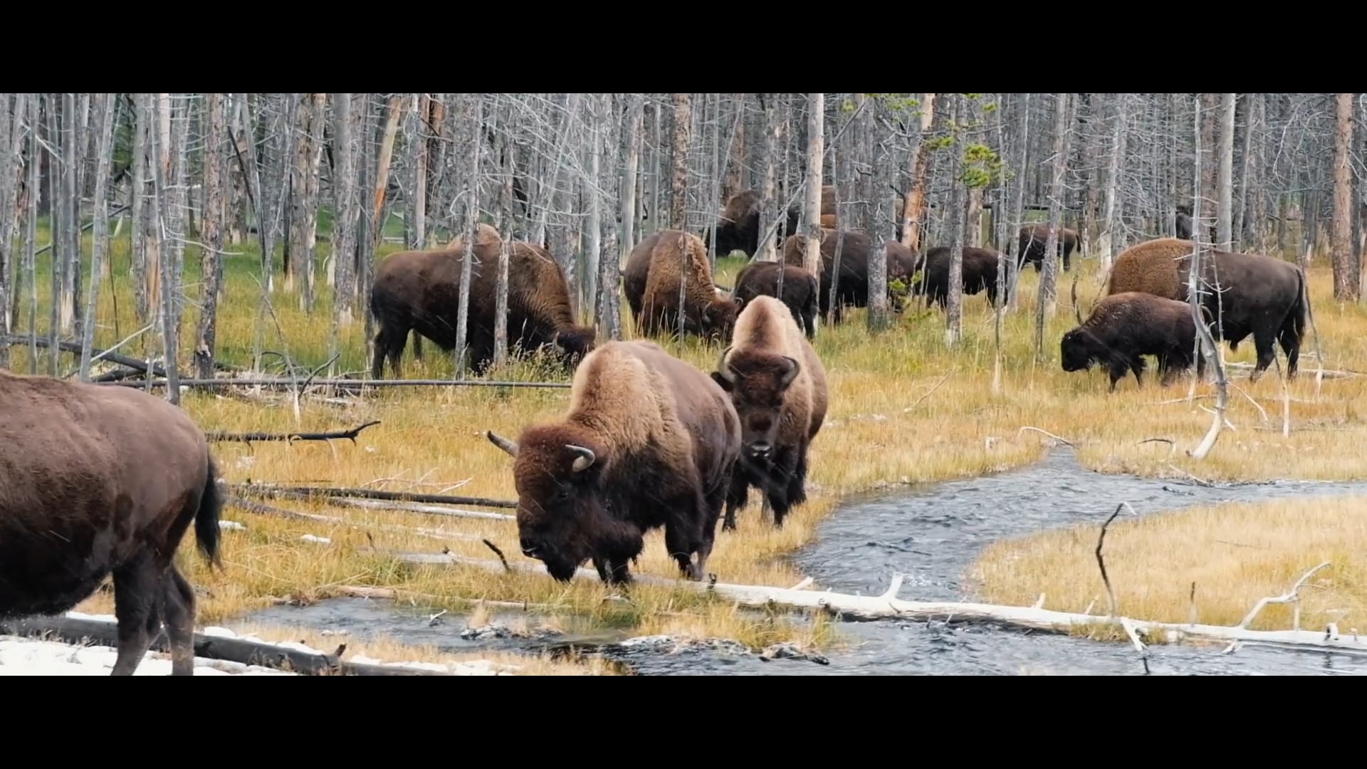 Wyoming | Montana