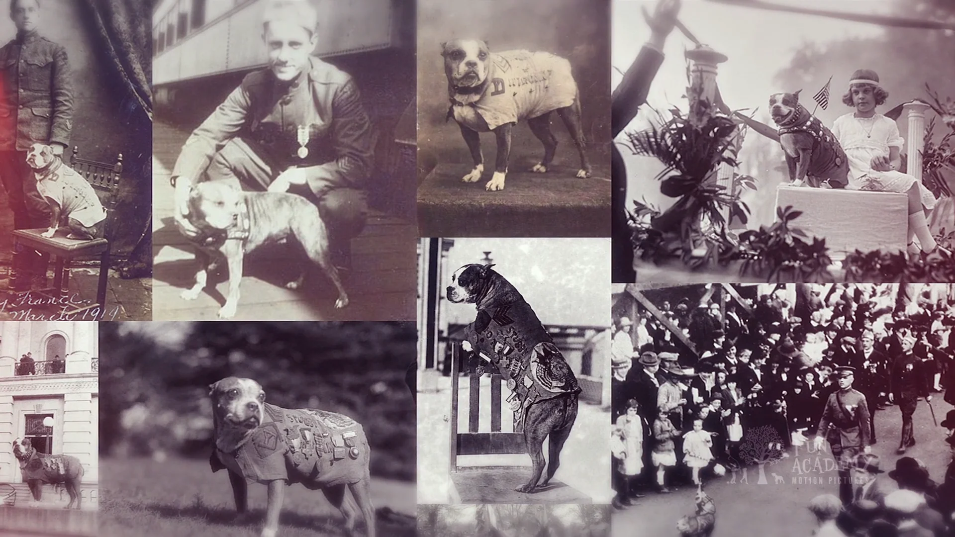 A Salute to Service SGT. STUBBY AN AMERICAN HERO