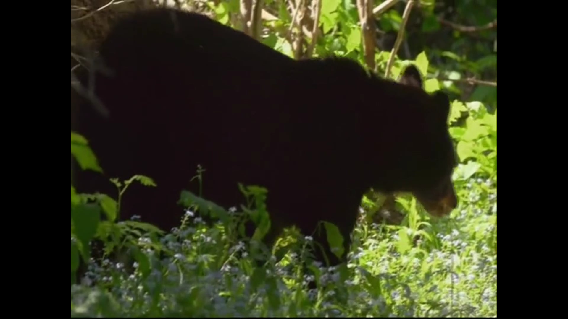 Vidéo A l'école des ours noirs