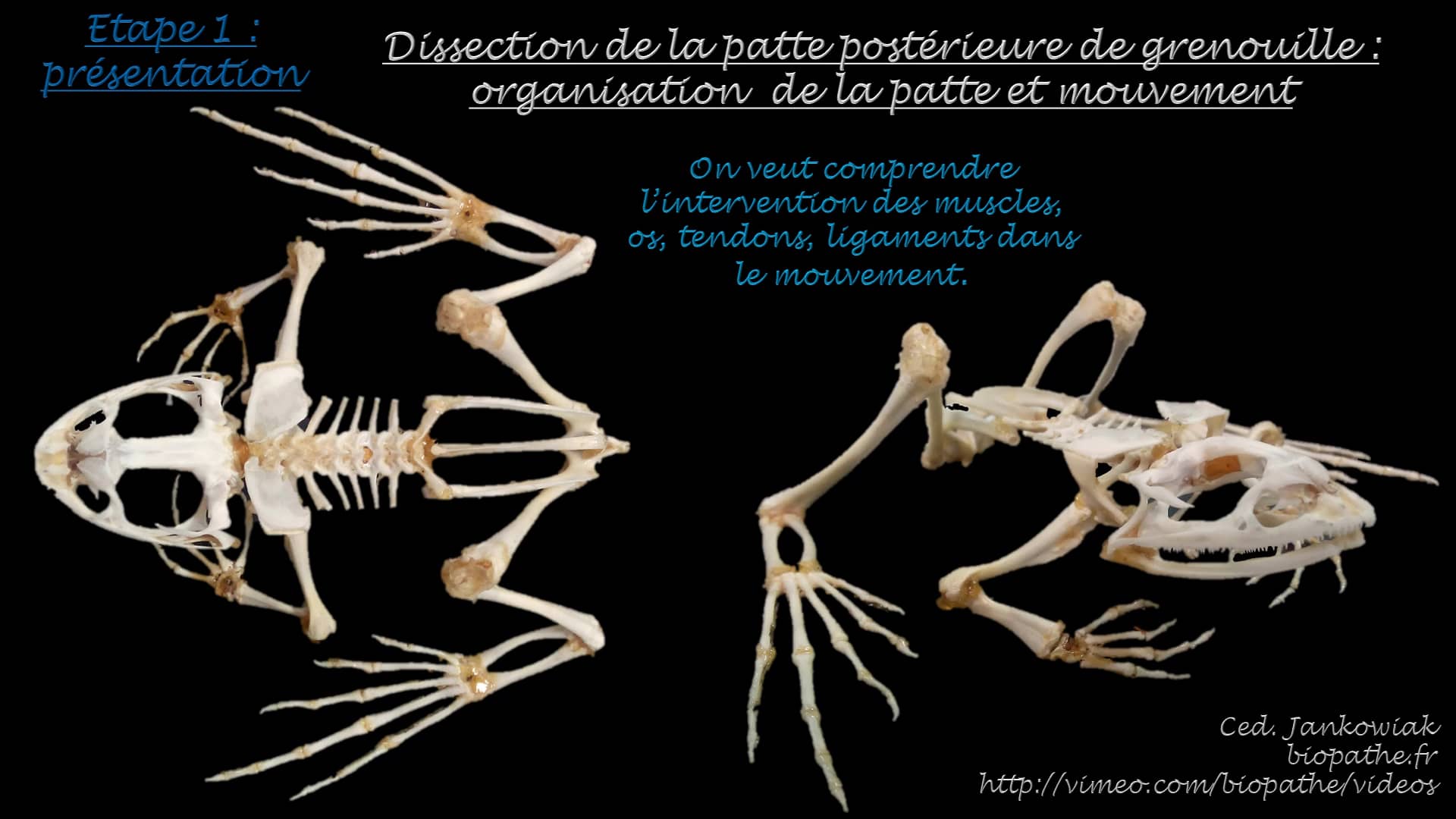 Dissection de la patte postérieure de grenouille organisation et mouvement étape 1 on Vimeo