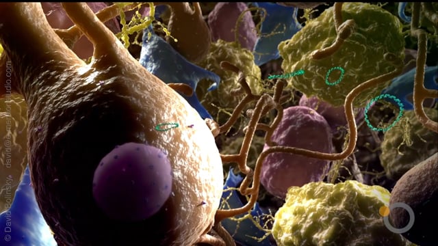 Oncosec - Checkpoint Inhibitor MOA