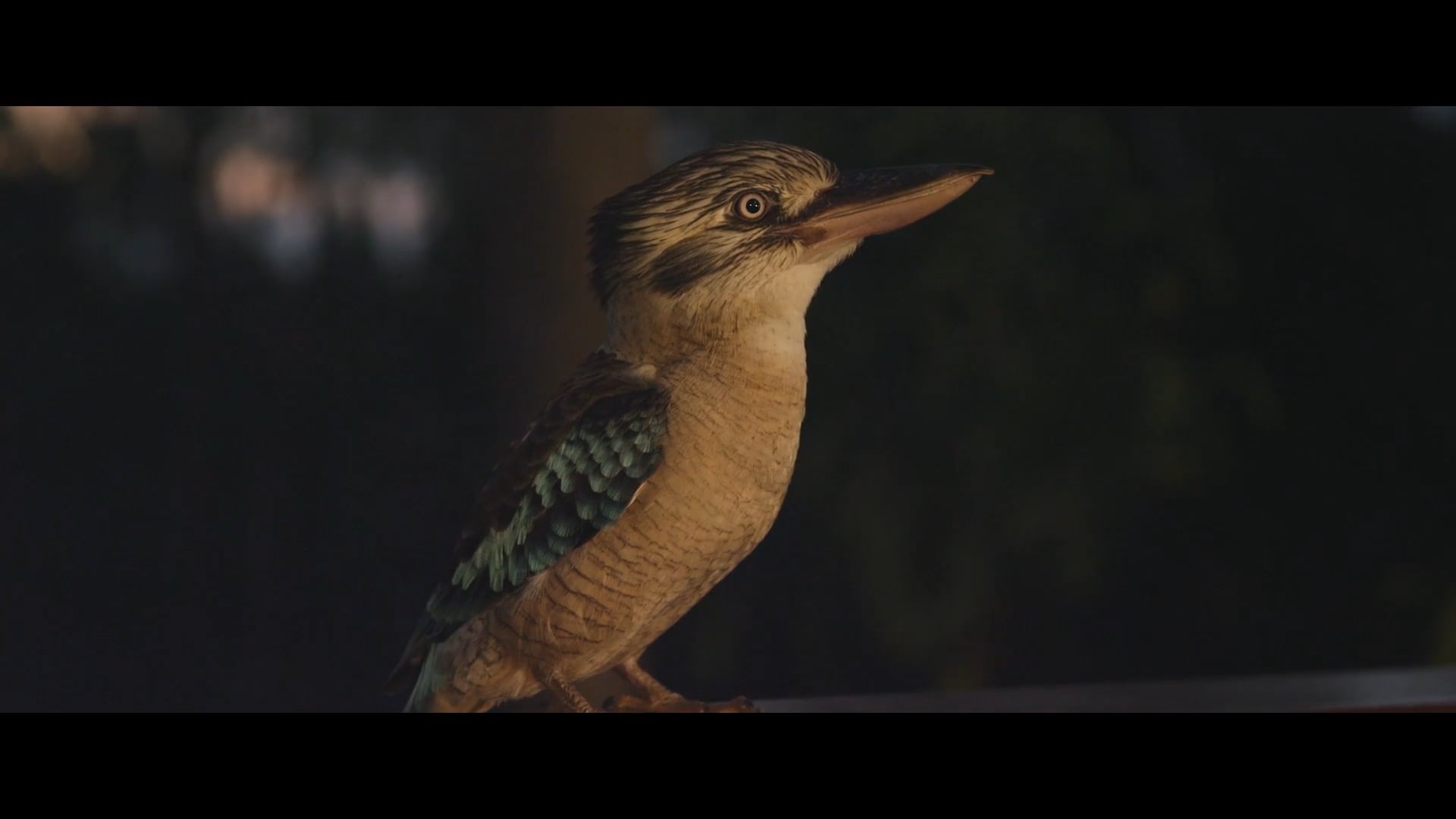 Outback Spirit - Arnhem Land excerpt