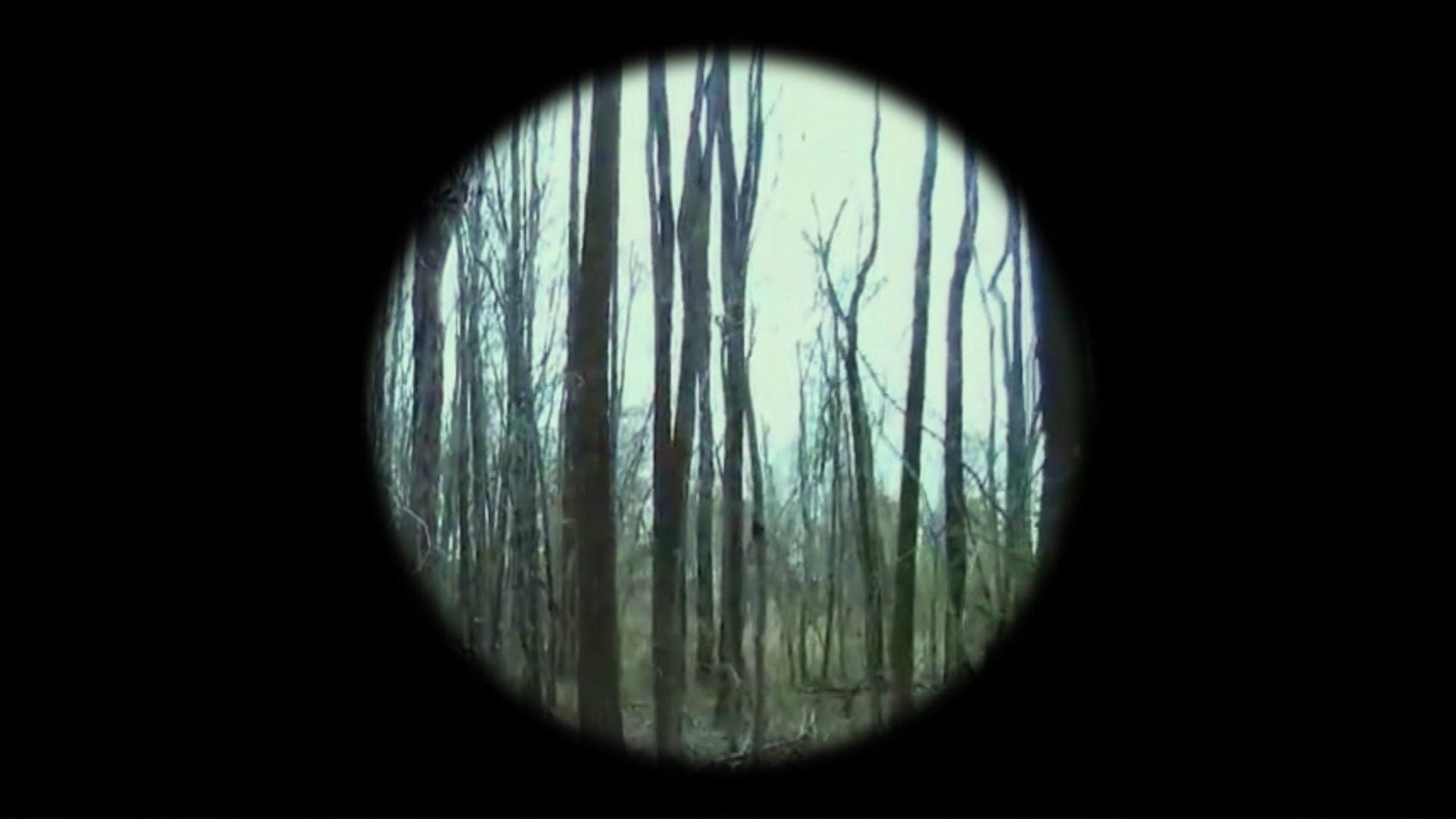 'The Forest'