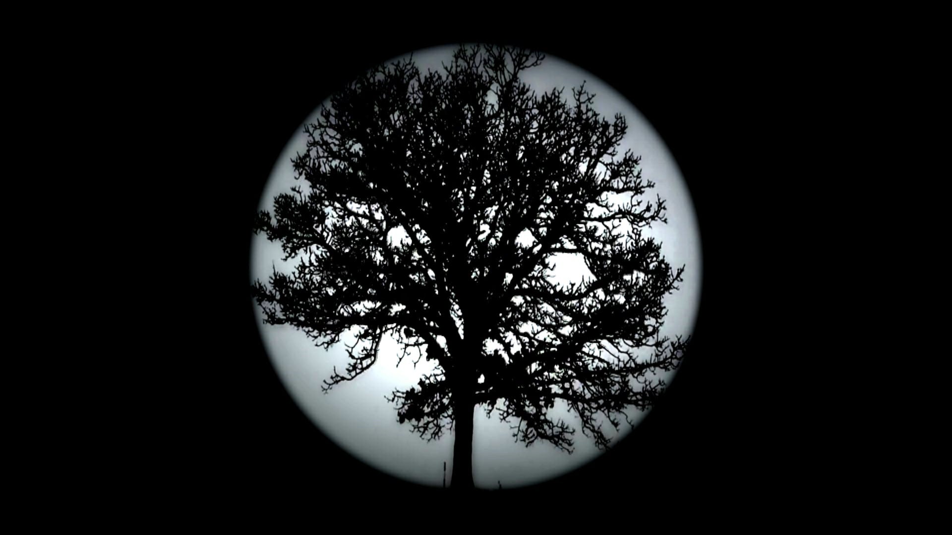 'The Tree'