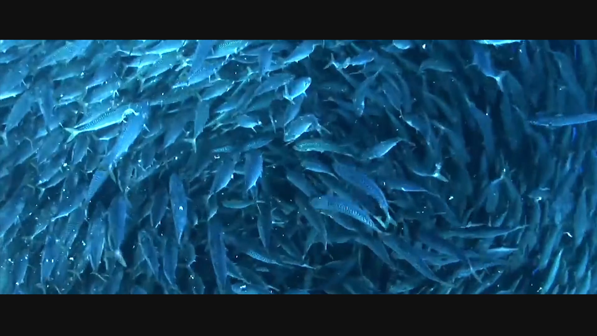 旬食慢魚  里海永續