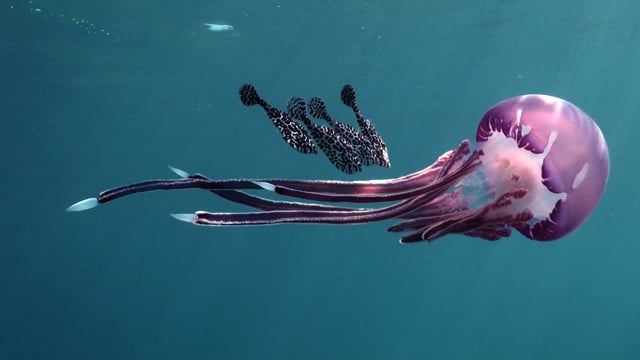 The Red Sea Creatures