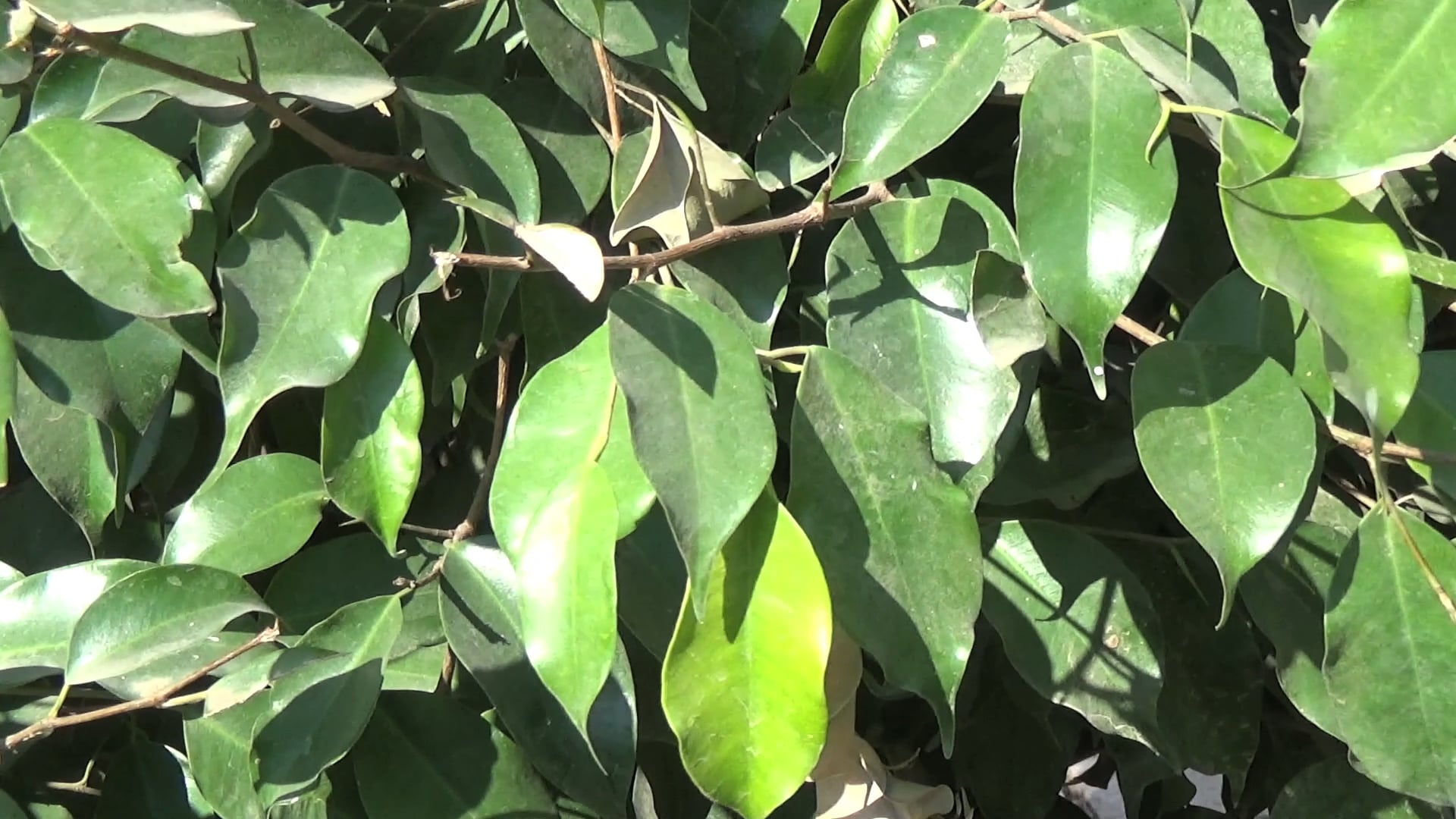 La Felicidad MInia SUBTITULADO