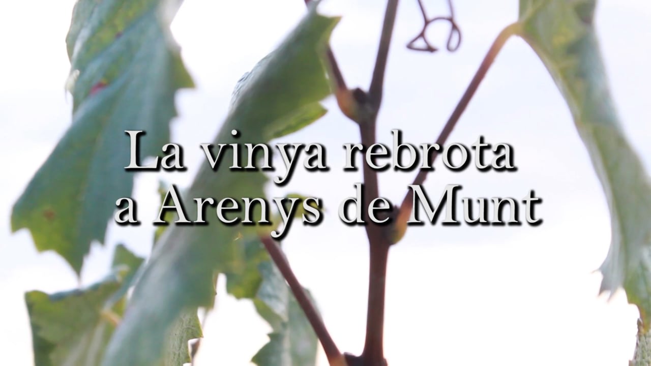 La vinya rebrota a Arenys de Munt