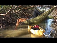 mangrove_01_HD