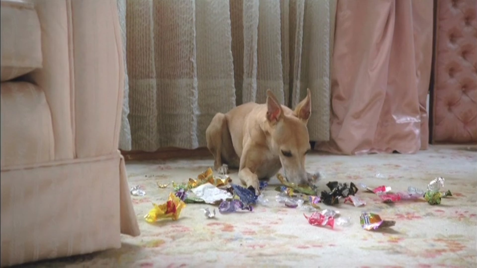 Pedigree "Se comen todo"