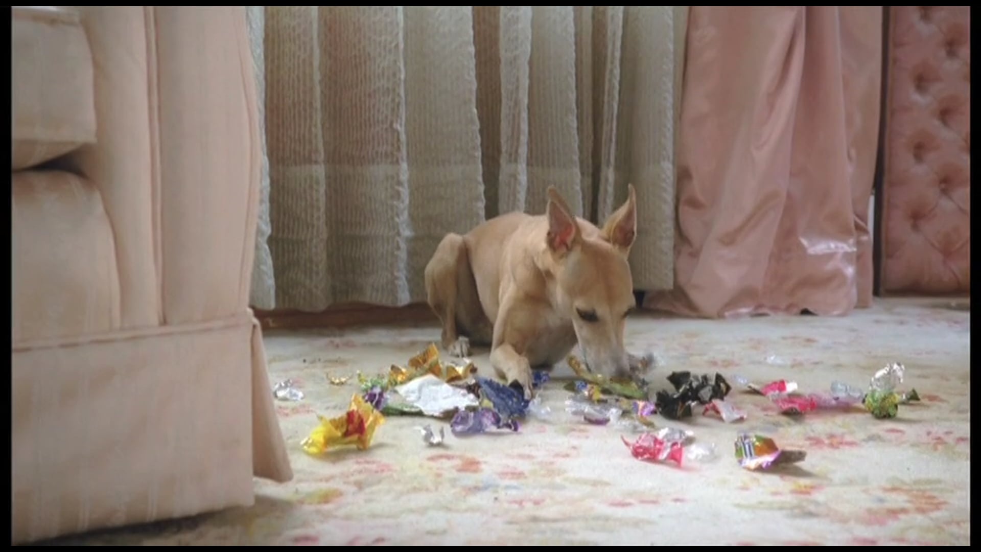 Pedigree "Se comen todo"