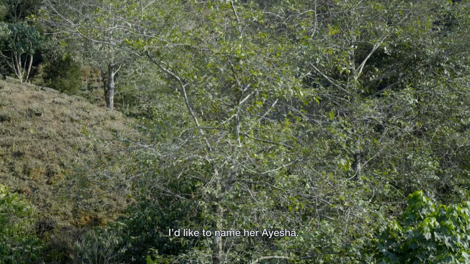 Ayesha