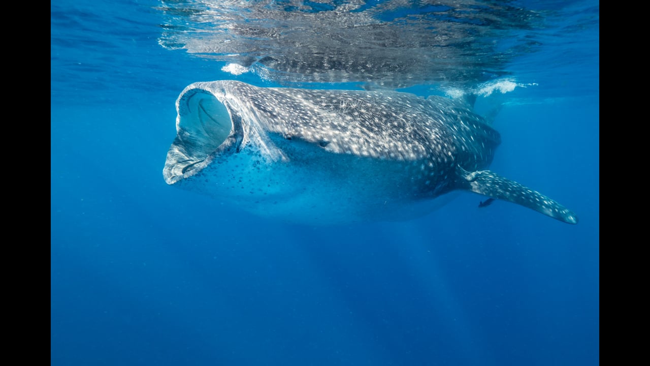 Whale sharks in Mexico