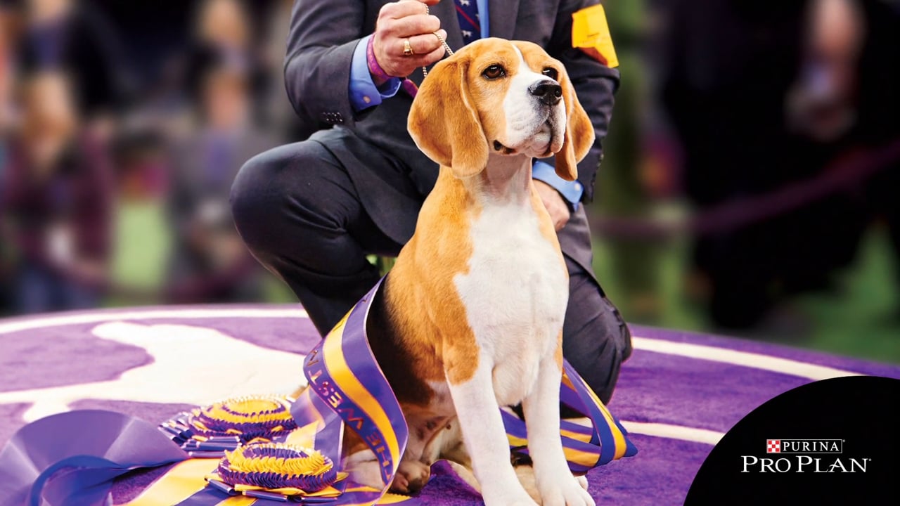 PURINA WESTMINSTER