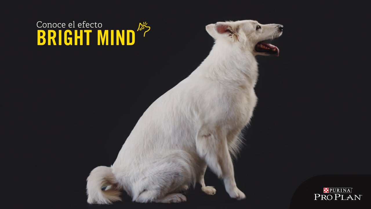 PURINA BRIGHT MIND
