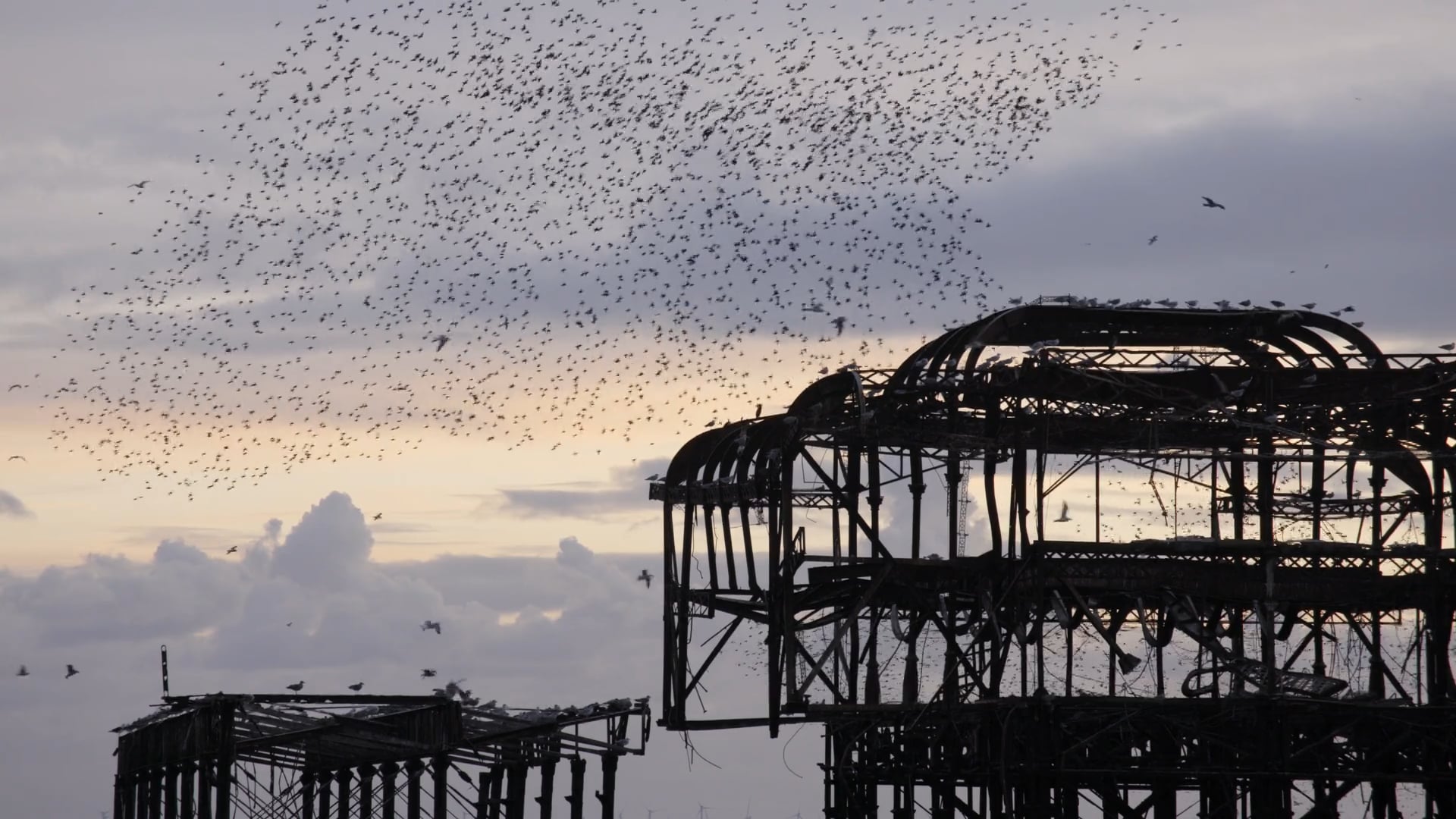 Starling murmuration Brighton and Hove on Vimeo