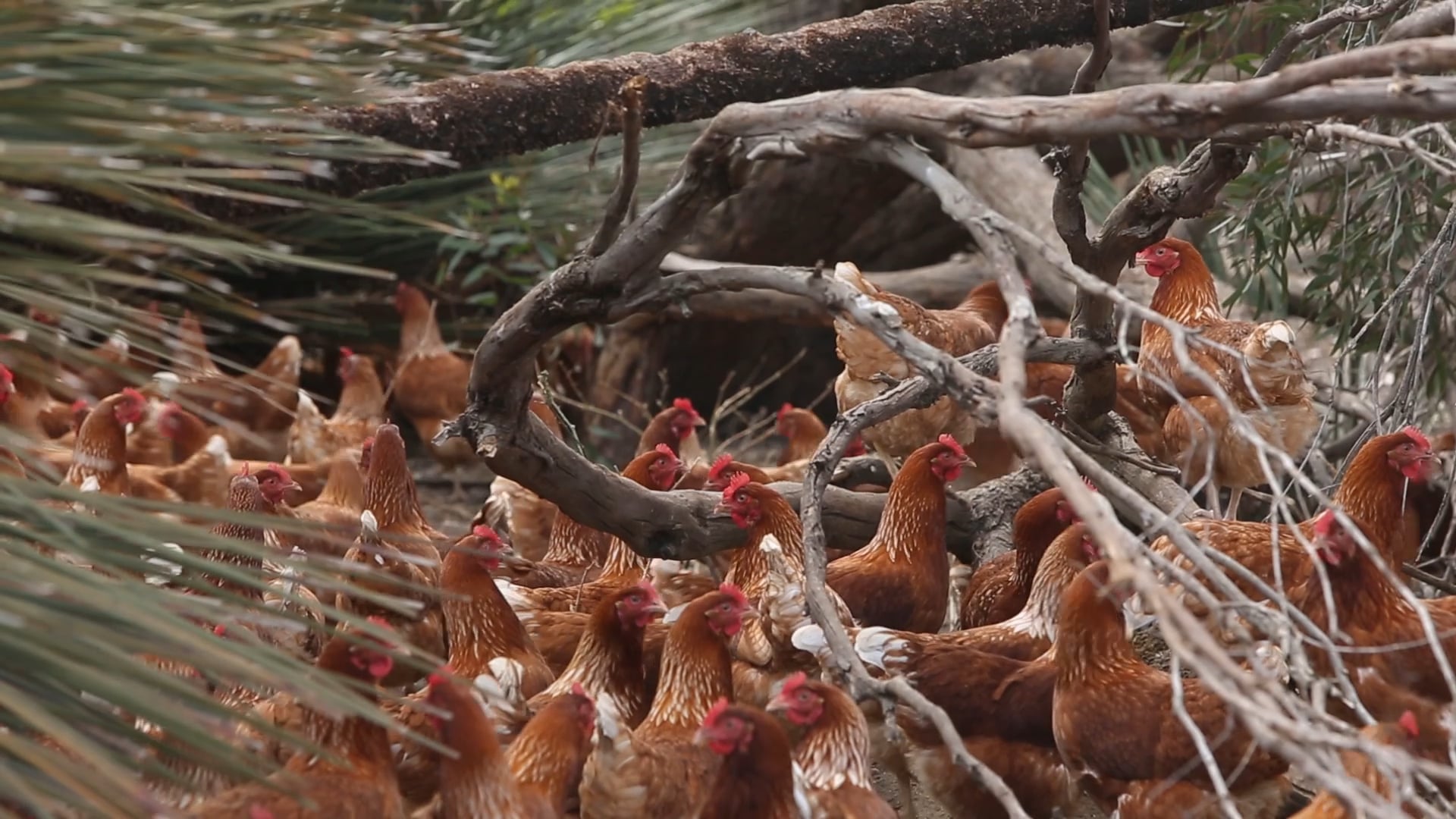 Fryar's Kangaroo Island Free Range Eggs