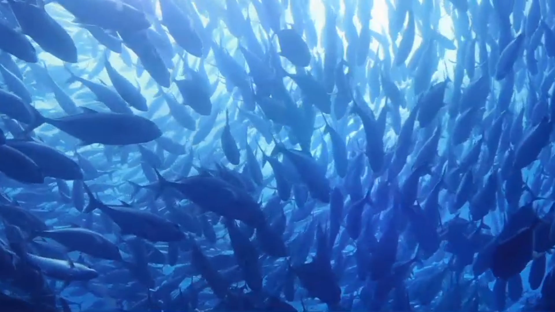 Chevy - NAIAS - Ergin Kuke