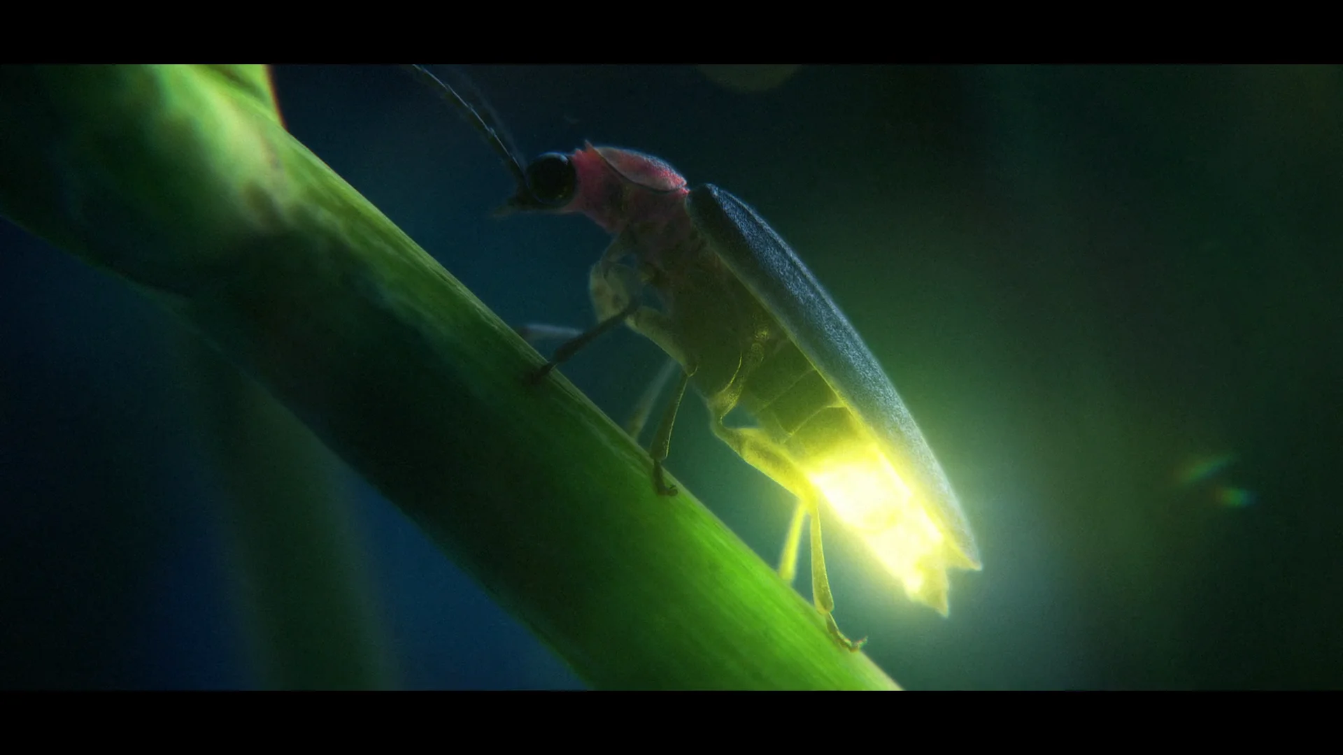 RANGE ROVER COMMERCIAL, FIREFLIES