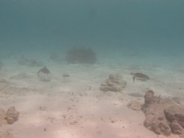 bonaire turtels