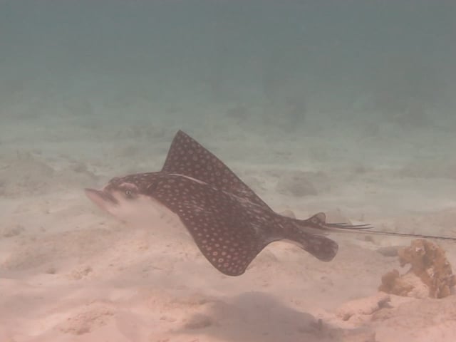 MVI_5553