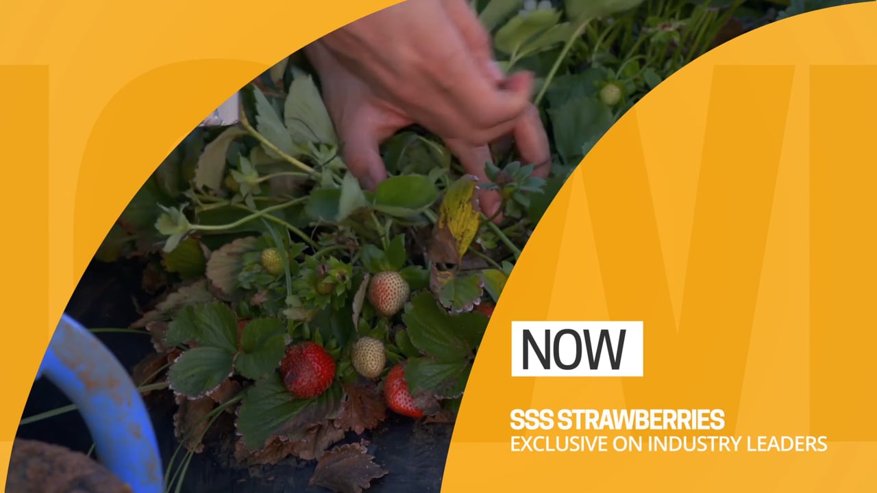 SSS Strawberries | Industry Leaders S04 | Television Segment | Part 2